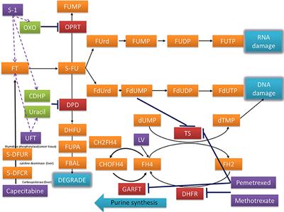 Risk of cardiovascular disease among different fluoropyrimidine-based chemotherapy regimens as adjuvant treatment for resected colorectal cancer